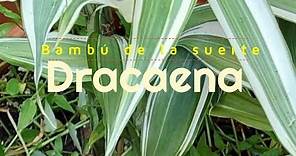Bambú de la suerte, Dracaena Sanderiana | Dracena, Cuidados 🌱 #eljardindechelita