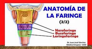 🥇 ANATOMÍA DE LA FARINGE 2/2, (Nasofaringe, Bucofaringe, Laringofaringe). Fácil y Sencilla