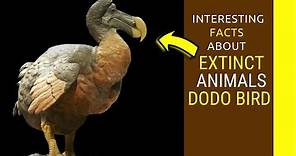 Extinct Animals dodo bird facts dodo bird information for kids