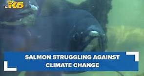 Washington's salmon population struggling against climate change