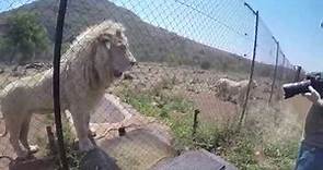 Feeding the White Lions at Lion & Safari Park - Johannesburg