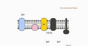 Electron Transport Chain: Chemiosmotic Theory