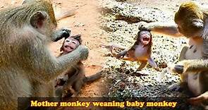 The baby monkey refused to be weaned, so the mother monkey taught the baby monkey a lesson