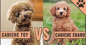 Caniche Toy vs Caniche Enano - ¿Qué raza de perro es mejor? | Perros Mundo