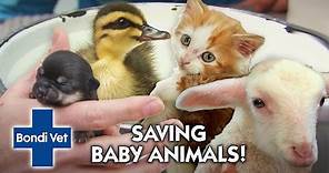 Saving Baby Animals 🐣🐾 | Compliation | Bondi Vet