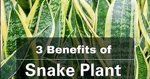3 Benefits of snake plant