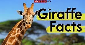 Amazing Giraffe Facts You Need To Know!
