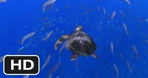 Turtle: The Incredible Journey Movie (2011) Trailer HD