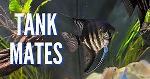 Top 10 Tank Mates for Freshwater Angelfish