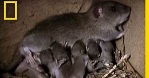 Momma Rat: 15,000 Babies a Year! | National Geographic