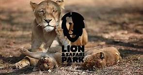 Lion & Safari Park I Johannesburg, South Africa