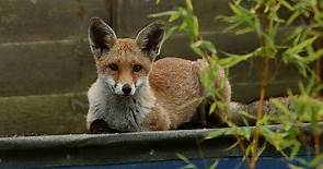The secret life of urban foxes