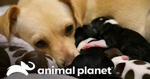 ¡Mamá chihuahua da a luz a 8 cachorros! | Amanda al rescate | Animal Planet