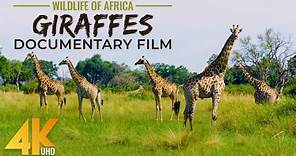Graceful Giants - GIRAFFES Documentary Film in 4K UHD - Incredible Wildlife of Africa
