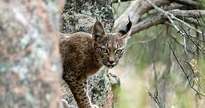 Bringing back the Iberian lynx