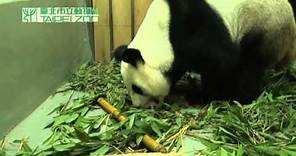 大貓熊圓圓產子 Giant Panda, Yuan Yuan, Giving Birth (English Subtitle Available)