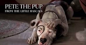 Petey the Pitbull Pup: The Iconic Star of the Little Rascals