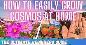 Cosmic Gardening: A Beginners Guide To Easily Growing COSMOS FLOWERS from Seeds At Home