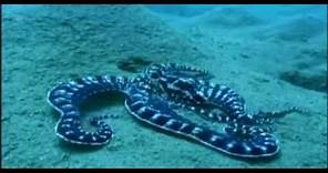 Most intelligent Mimic Octopus in the world