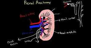 Renal Physiology: Review of Anatomy of the Kidney