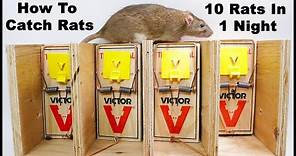 The Best Way To Trap Rats. The Ultimate Rat Trapping System. Mousetrap Monday