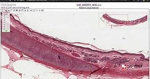 Guía microscopio virtual de Michigan