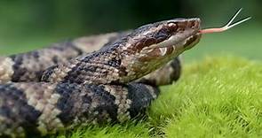 Venomous or harmless? How to identify the venomous snakes in the Carolinas