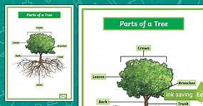 Parts of a Tree Poster