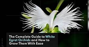 Unbelievable Secret to Growing White Egret Orchids - You Won't Believe What Happens Next!