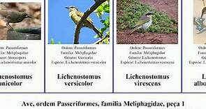 Ave, ordem Passeriformes, família Meliphagidae, peça 1 lichenostomus lichmera meliphaga melidectes