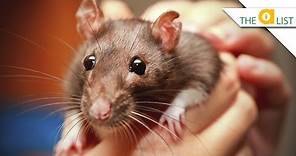 5 Fascinating Facts About Rats