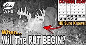 When Does The Whitetail Rut Begin?