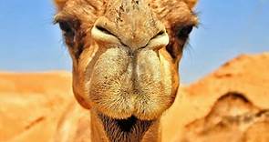 Todo lo que necesitas saber sobre los camellos
