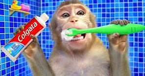 KiKi Monkey brush teeth and bathing in the toilet and play with ducklings | KUDO ANIMAL KIKI