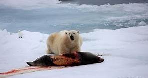 National Geographic I The danger of polar bears I Nat Geo Documentary