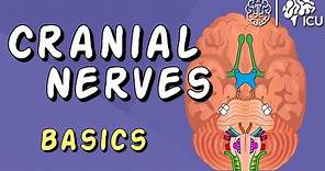 Cranial Nerve BASICS - The 12 cranial nerves and how to REMEMBER them!