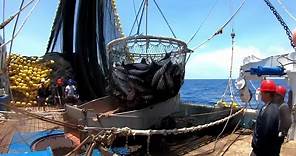 Proceso de la Pesca de Atún con Red de Cerco y Anillas - Fish Brailing