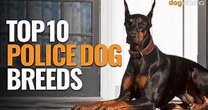 Top 10 Police Dog Breeds - Police Dog Breeds