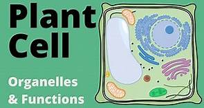 Structure and Function of the PLANT CELL explained (Organelles)