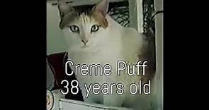 Oldest Cat In History — Creme Puff