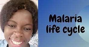Malaria life cycle