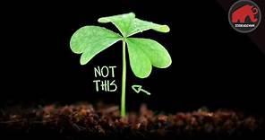 What Is & IS NOT a 4-Leaf Clover