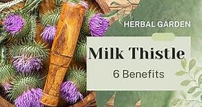 6 Health Benefits of Milk Thistle