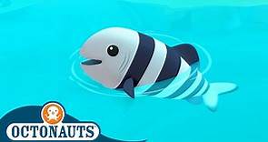 @Octonauts - 🐟 The Hungry Pilot Fish 🦈 | Season 1 | Full Episodes | Cartoons for Kids