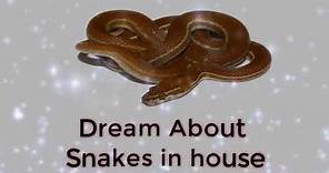 Dream about snakes in house | | Dreams Meaning and Interpretation
