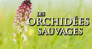 Les orchidées sauvages : La Chronique du Vivant