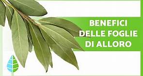 A cosa SERVONO le FOGLIE di ALLORO?🌿 (Proprietà, Benefici e Come Assumerle)