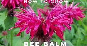 Bee Balm - Monarda Didyma - Complete Grow and Care Guide