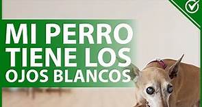 🐕 Mi Perro Tiene los Ojos Blancos ¿Qué le está Pasando y qué Puedo Hacer? 👀🐕