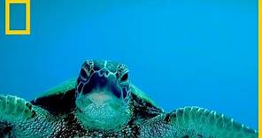 Tortugas marinas 101 | National Geographic en Español